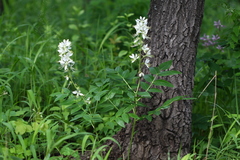 Dictamnus dasycarpus