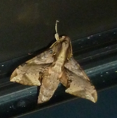 Eupanacra elegantulus