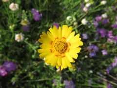 Coreopsis nuecensis