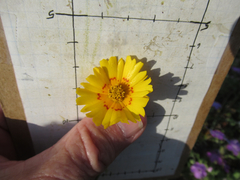Coreopsis nuecensis