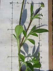 Coreopsis nuecensis
