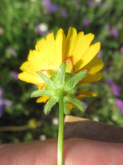 Coreopsis nuecensis