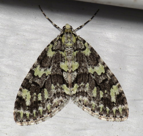 Mottled Gray Carpet photo 3
