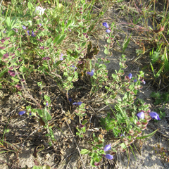 Scutellaria muriculata
