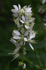 Dictamnus dasycarpus