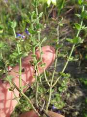 Scutellaria muriculata