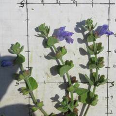 Scutellaria muriculata