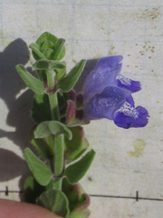 Scutellaria muriculata
