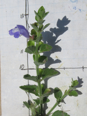 Scutellaria muriculata
