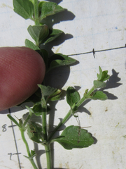 Scutellaria muriculata