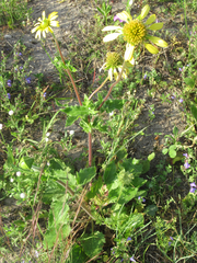 Tetragonotheca repanda