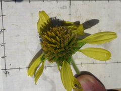 Tetragonotheca repanda