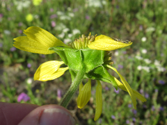 Tetragonotheca repanda