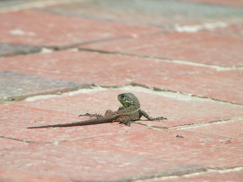 Keeled Whorltail Iguana, Stenocercus varius