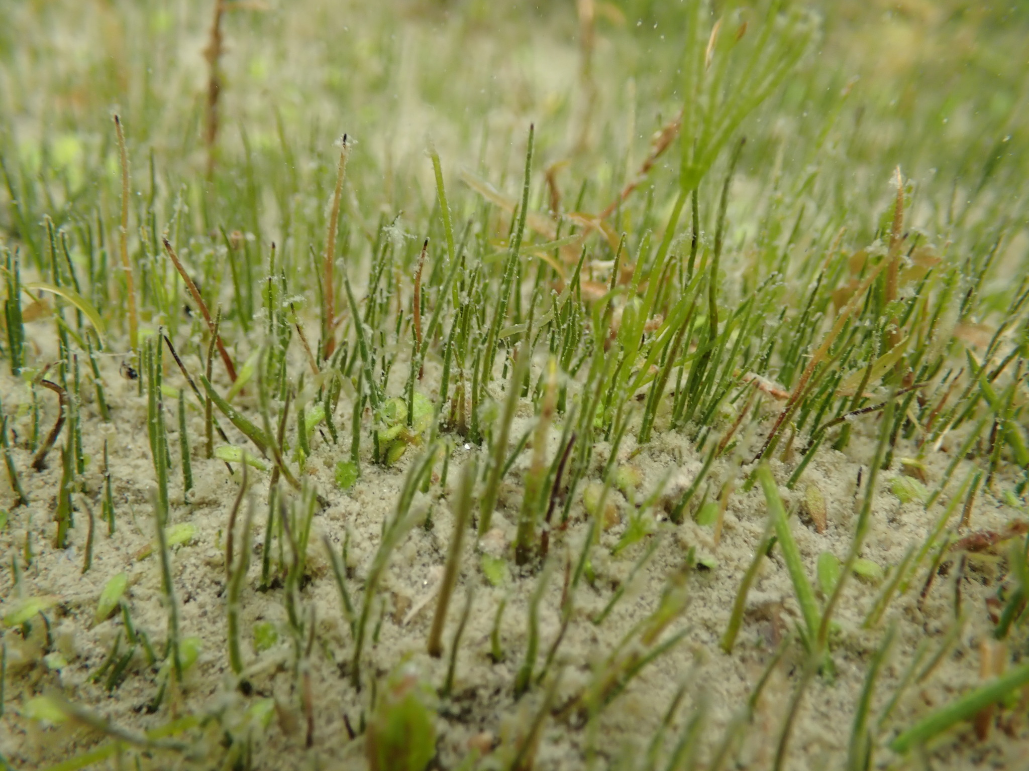 Pilularia novae