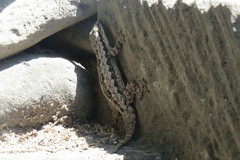 Hemidactylus platyurus