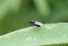 Eurytomidae