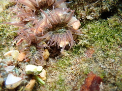 Anthopleura handi