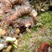 Anthopleura handi