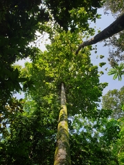 Pterygota alata