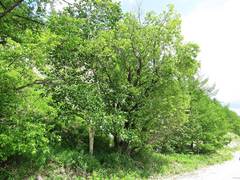 Salix cardiophylla