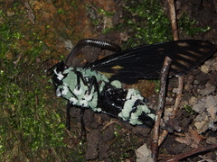 Anaulaciulus tonginus