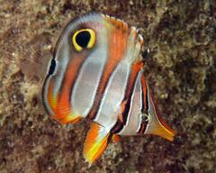 Margined Coralfish photo 3