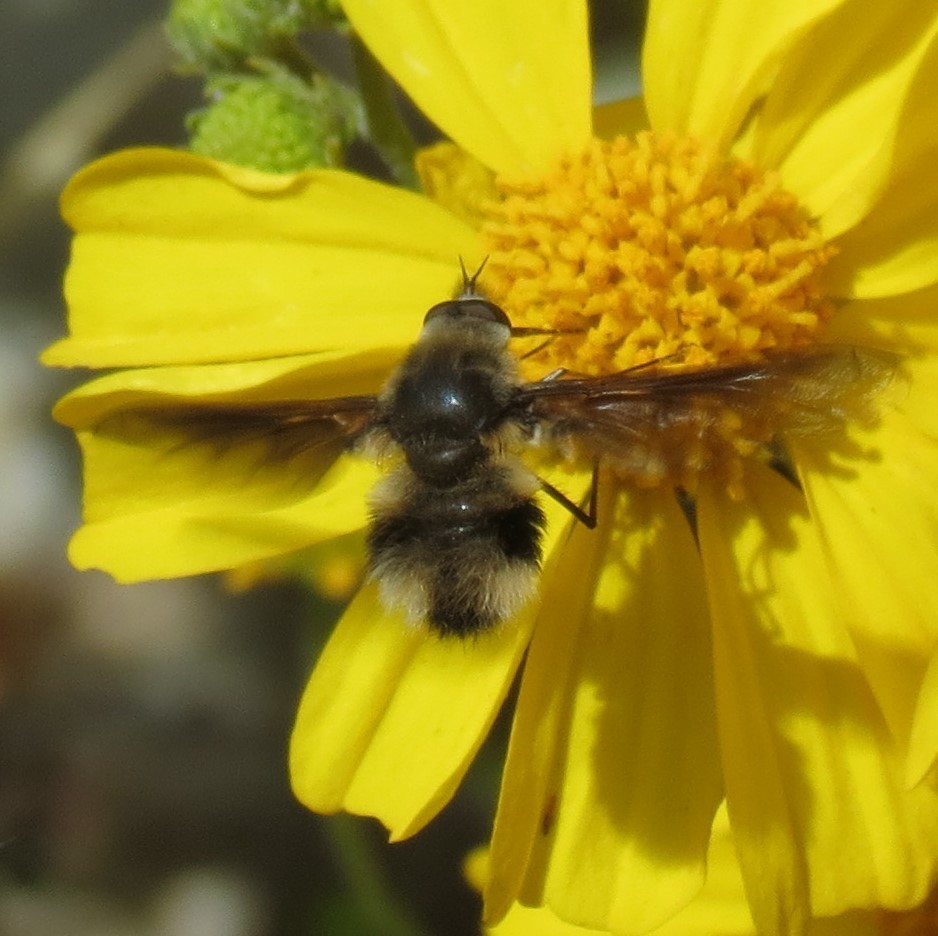 Triploechus novus