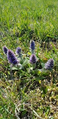 Ajuga orientalis