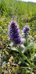 Ajuga orientalis