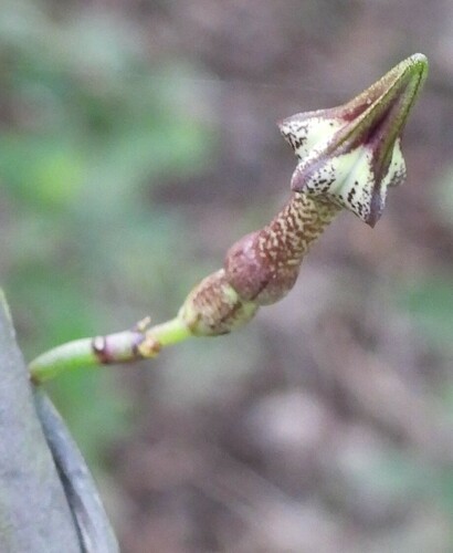 Ceropegia nilotica observed 2023-12-20
