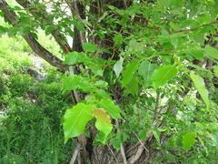 Salix cardiophylla