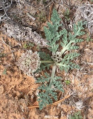 Vesper purpurascens