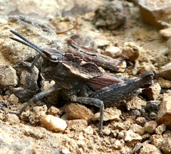 Dracotettix monstrosus