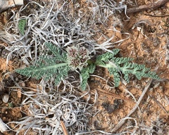 Vesper purpurascens