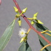 Eucalyptus camaldulensis acuta - Photo (c) Dean Nicolle, some rights reserved (CC BY-NC), uploaded by Dean Nicolle