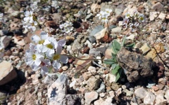 Noccaea fendleri