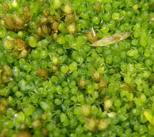 Hygrolembidium