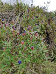 Monnina crassifolia