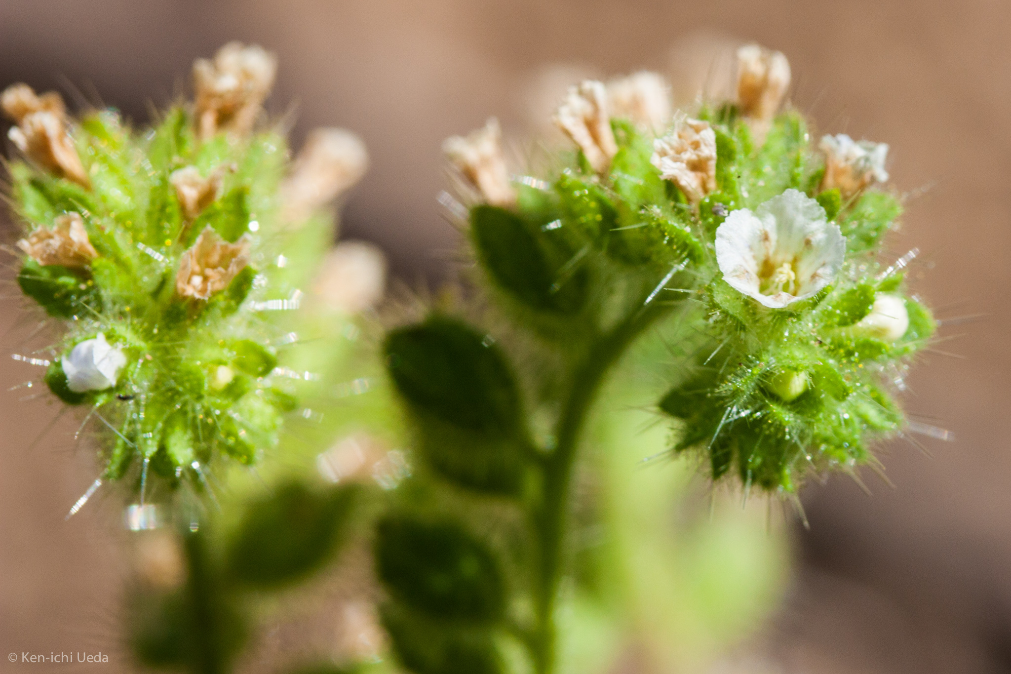 Phacelia rattanii