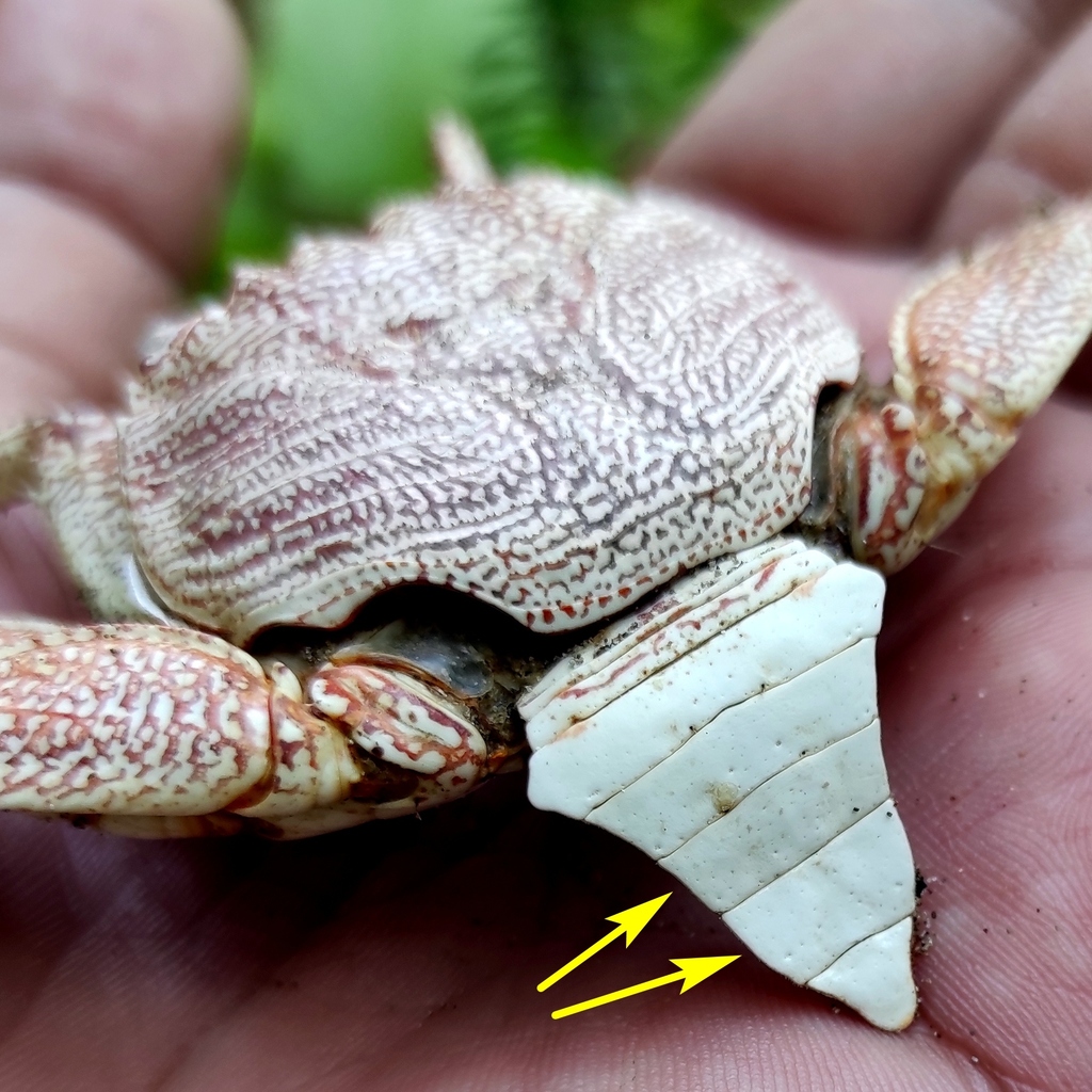 Natal lightfoot crab