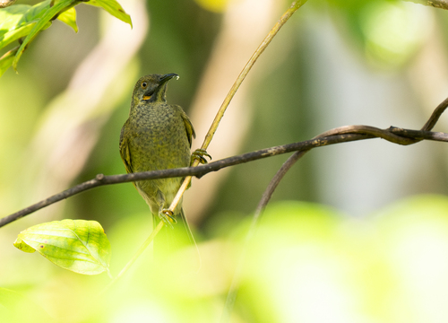 Kikau (Foulehaio procerior), photo 7