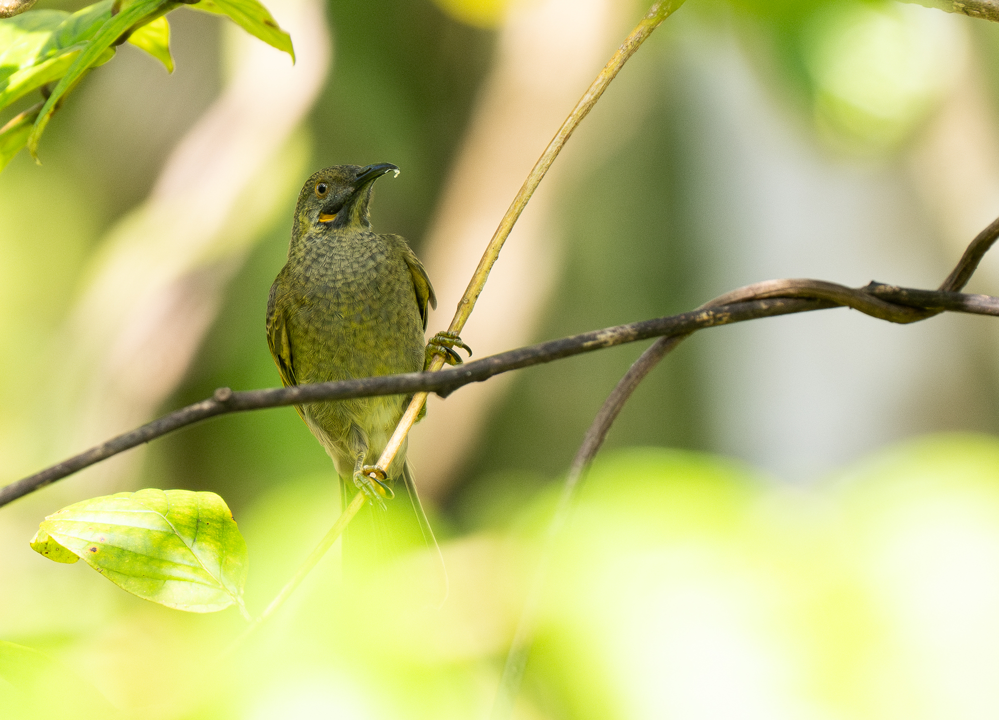 Kikau (Foulehaio procerior), photo 7
