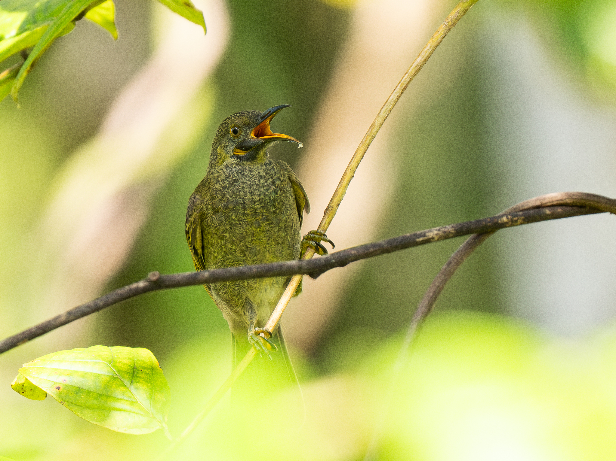 Kikau (Foulehaio procerior), photo 8