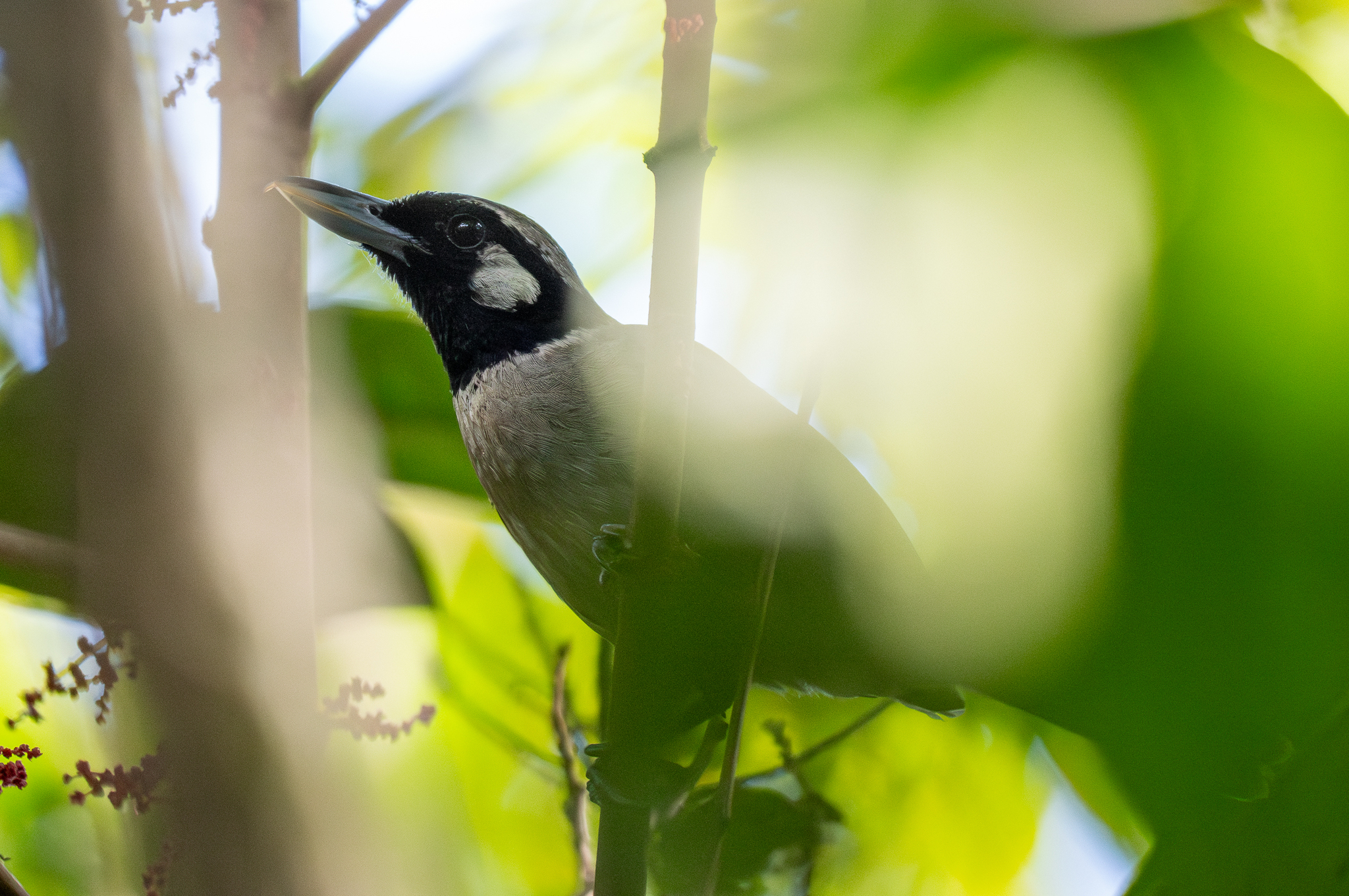 Black-throated Shrikebill (Clytorhynchus nigrogularis), photo 7