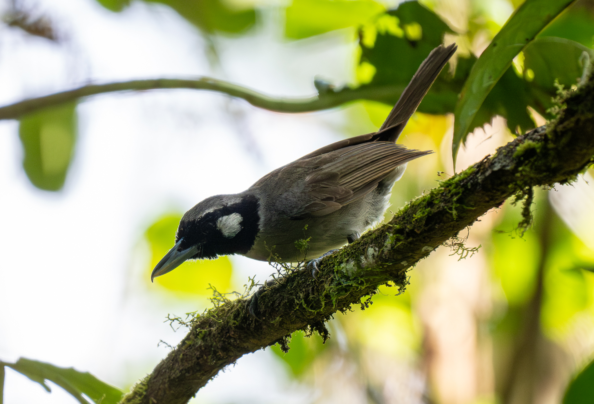 Black-throated Shrikebill (Clytorhynchus nigrogularis), photo 8