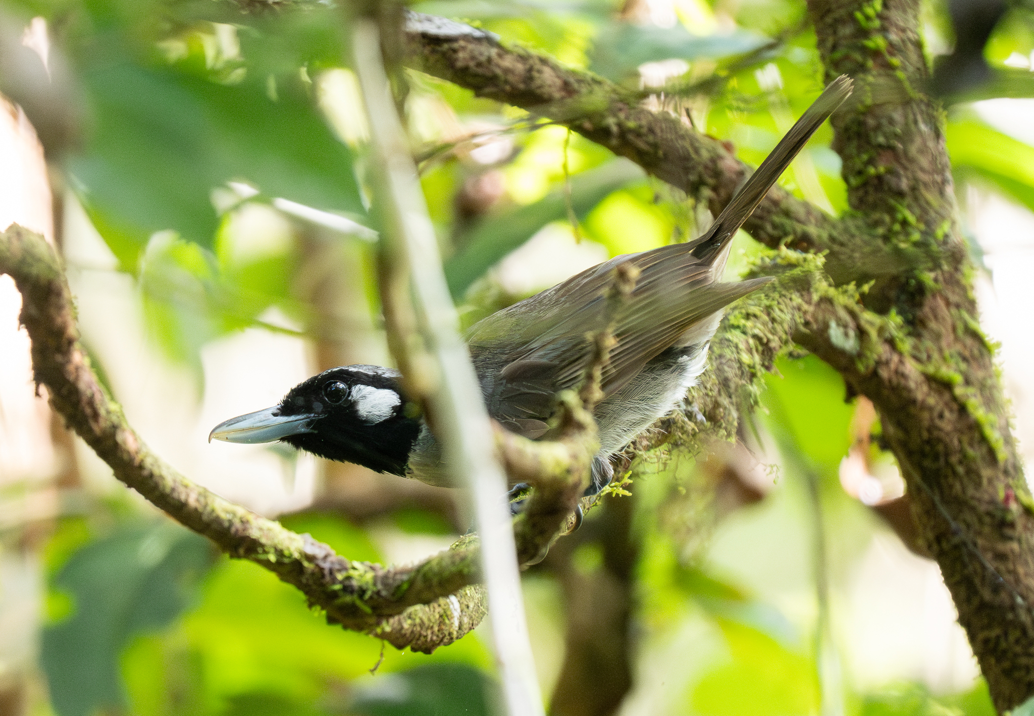Black-throated Shrikebill (Clytorhynchus nigrogularis), photo 9