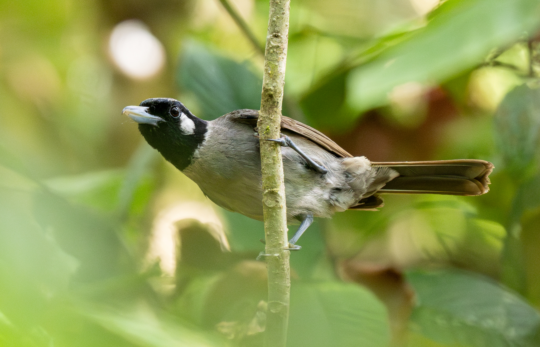 Black-throated Shrikebill (Clytorhynchus nigrogularis), photo 10