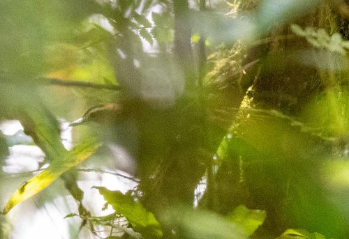 Long-legged Thicketbird (Cincloramphus rufus), photo 3