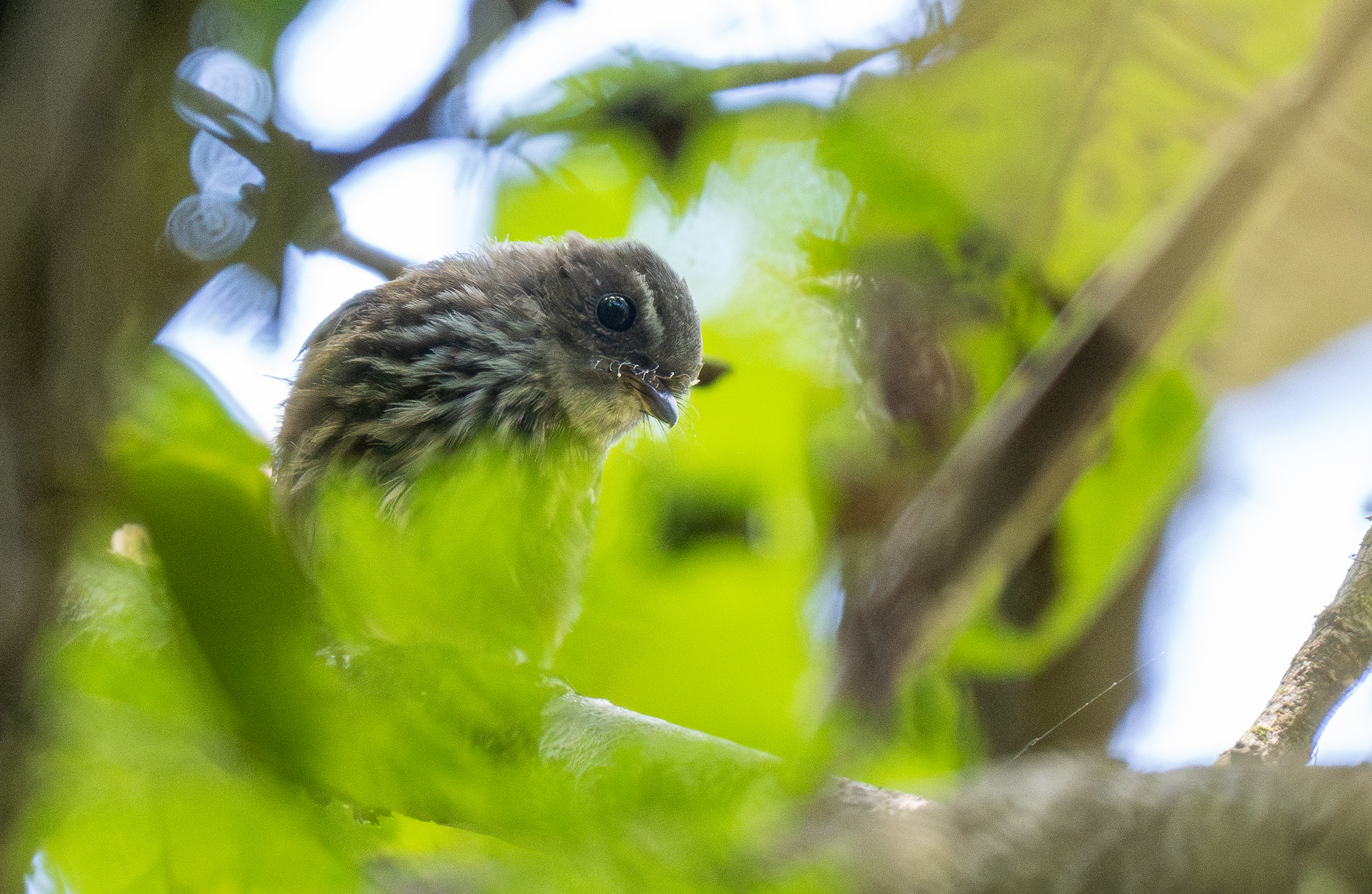 Fiji Streaked Fantail (Rhipidura layardi), photo 3